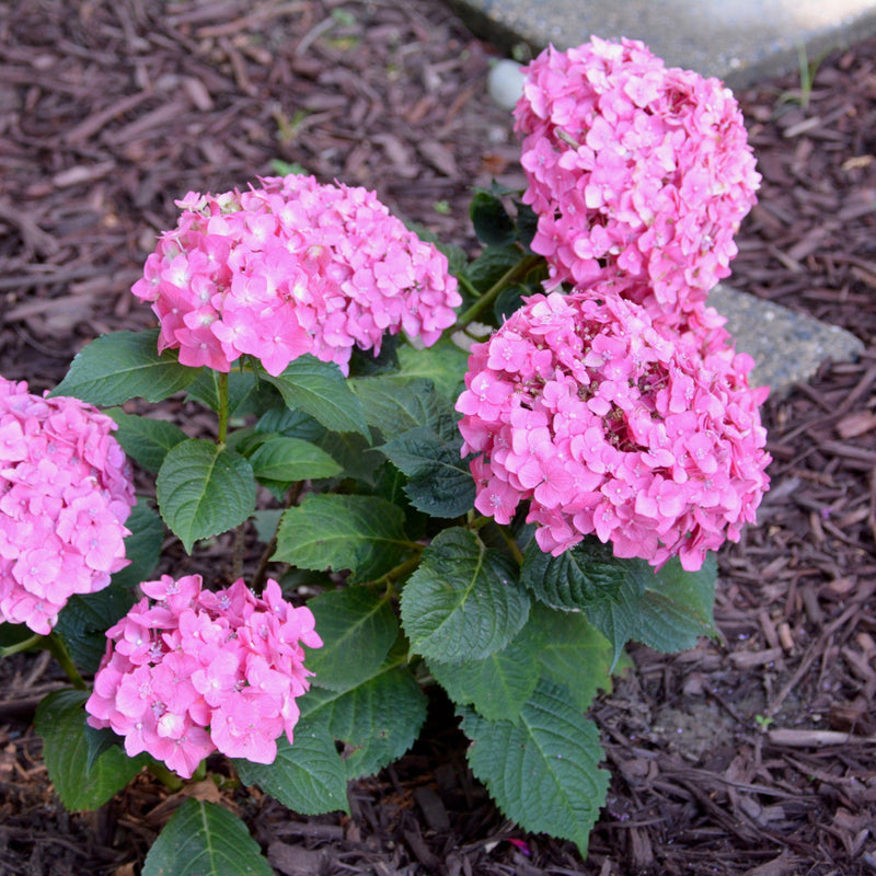 Endless Summer® Summer Crush® Hydrangea - Shipped