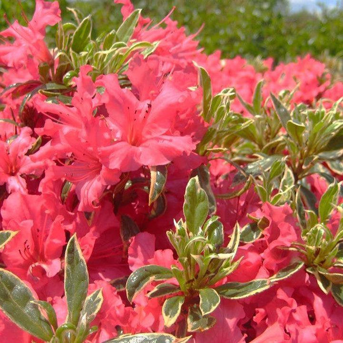 Azalea x 'Arctic Rose  - Arctic Rose Azalea - Shipped