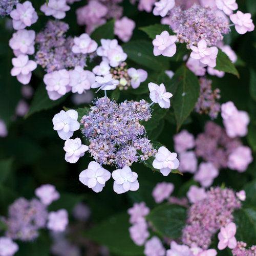 Tiny Tuff Stuff™ Hydrangea - Shipped