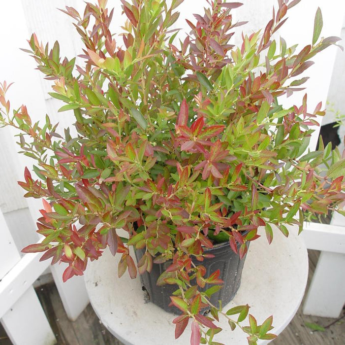 Vaccinium angustifolium 'Burgundy'  - Burgundy Lowbush Blueberry - Shipped