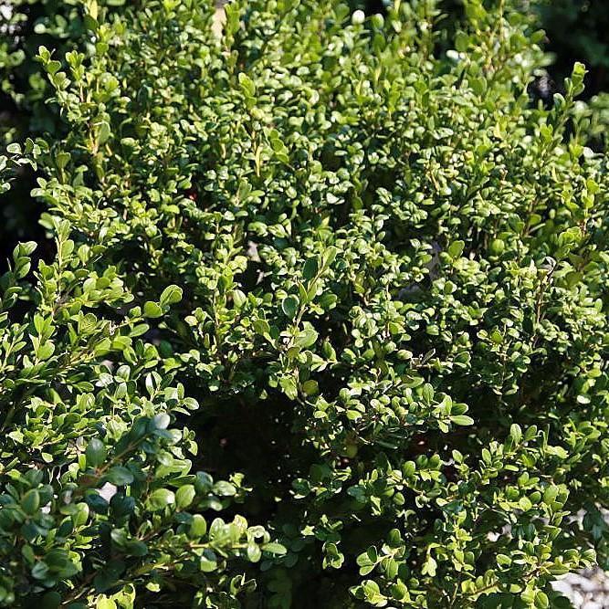 Winter Gem Boxwood - Shipped