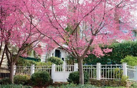 Flowering Cherry Tree (Prunus x yedoensis) Taiwan Flowering 'Okame' - In Store Pickup