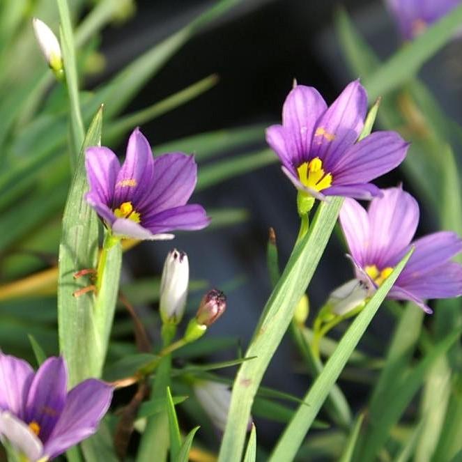 Lucerne Blue-Eyed Grass - Shipped
