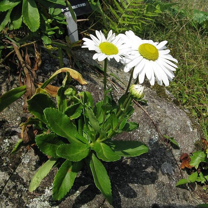 Nippon Daisy - Shipped