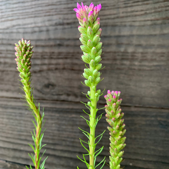 Liatris spicata  - Marsh Blazing Star, Gayfeather - Shipped