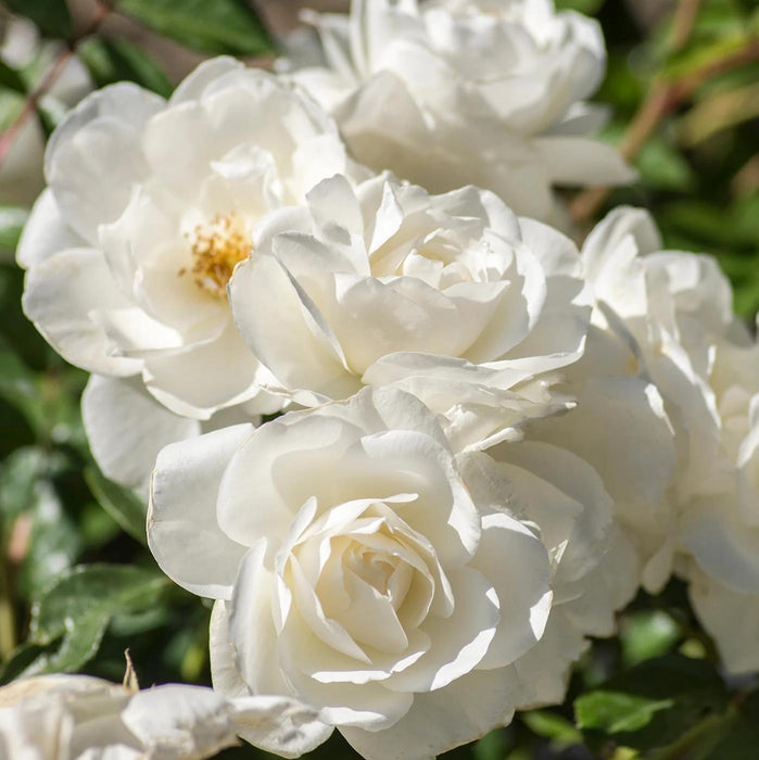 Rosa 'Korbin'  - Iceberg Rose - Shipped