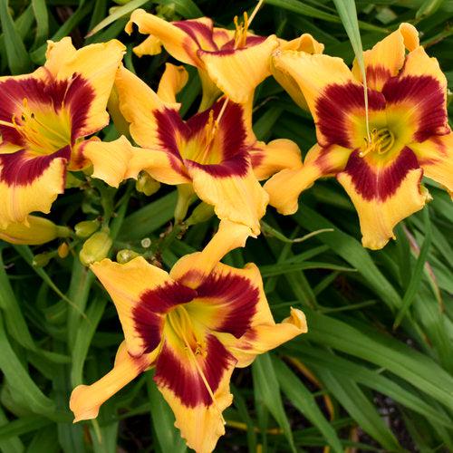 Hemerocallis 'Tiger Swirl'  - Rainbow Rhythm® Tiger Swirl Daylily - Shipped