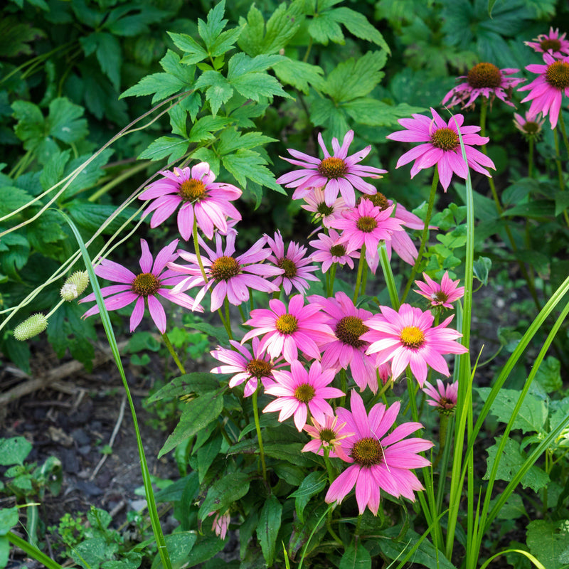 PowWow® Wild Berry Echinacea, Coneflower - Shipped