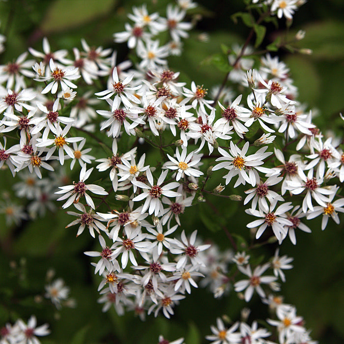 Aster divaricatus ‘Eastern Star’   - Eastern Star White Wood Aster - Shipped