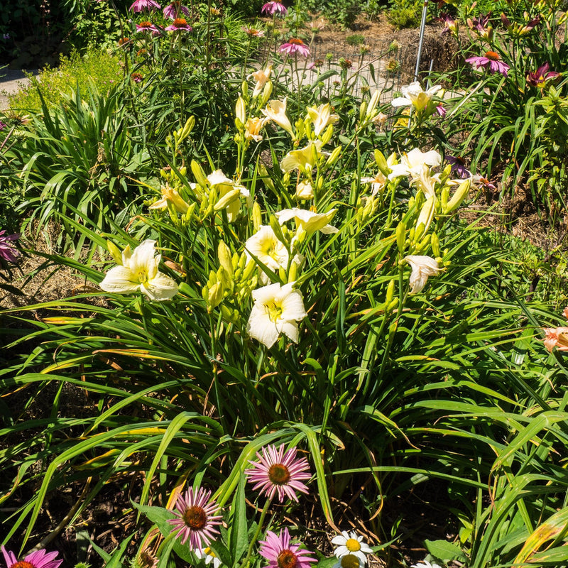 Joan Senior Daylily - Shipped