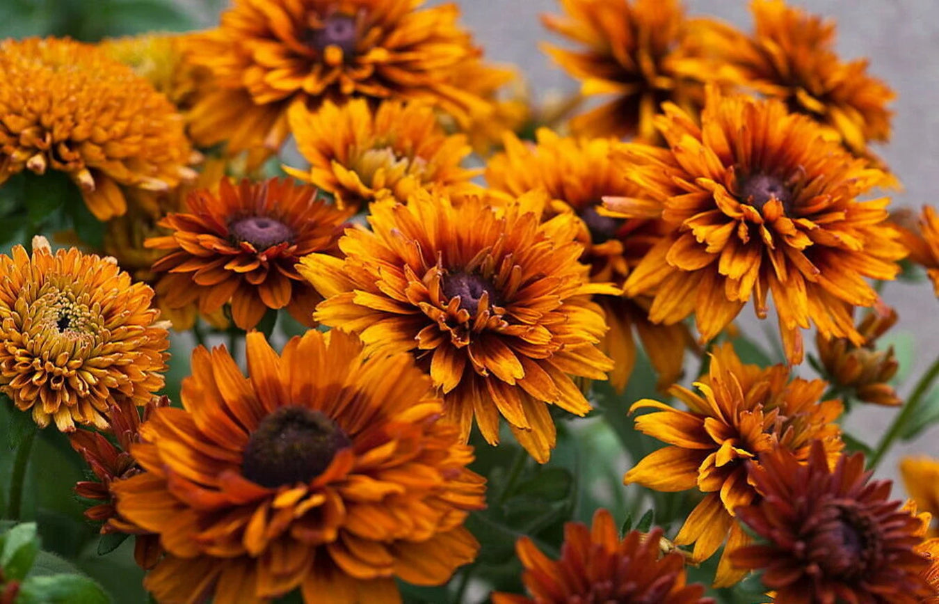 Fall Annuals