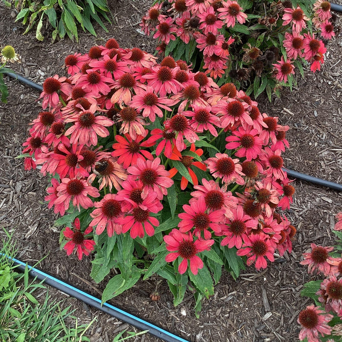 Echinacea purpurea 'SunMagic Vintage Ruby'  - SunMagic® Vintage Ruby Echinacea - Shipped