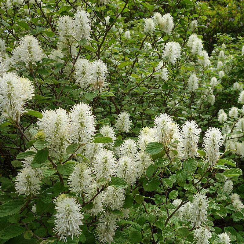 Fothergilla - Shipped
