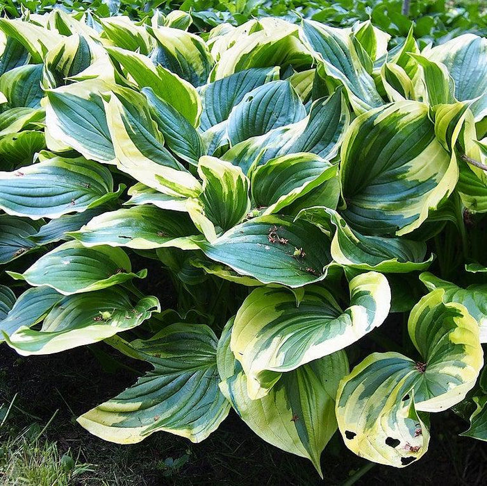 Hosta f. 'Aureomarginata'  - Aureomarginata Hosta - Shipped