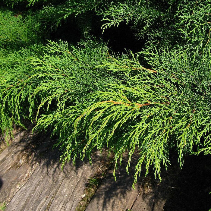 Siberian Cypress, Siberian Carpet Cypress - Shipped
