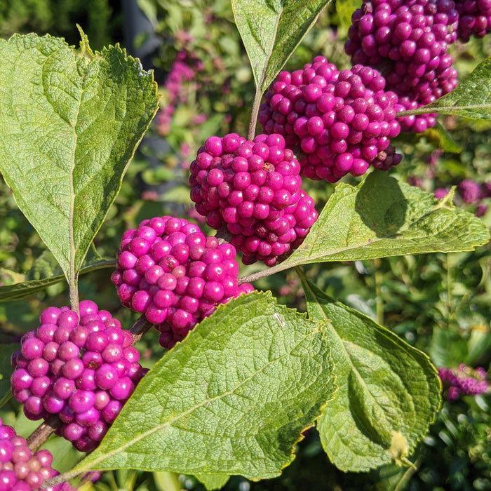 Callicarpa americana  - American Beautyberry - Shipped