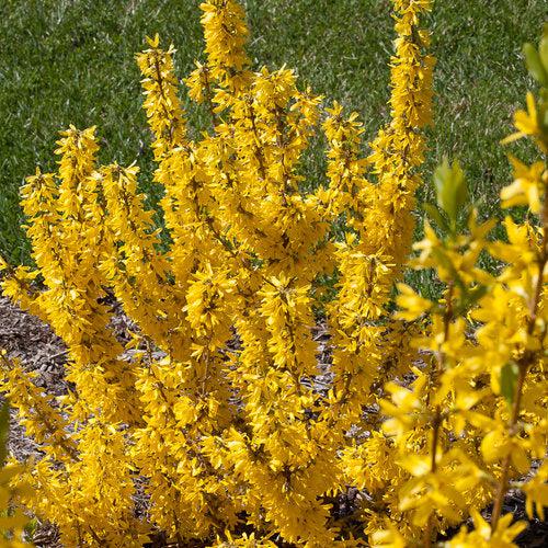 Show Off® Sugar Baby® Forsythia - Shipped