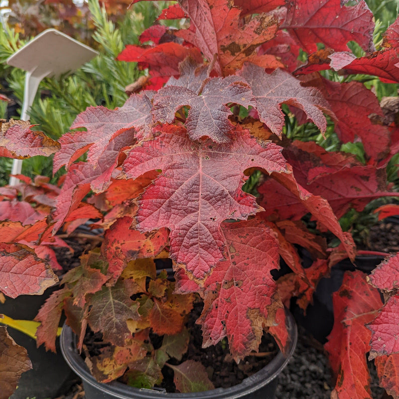 Ruby Slippers Oakleaf Hydrangea - Shipped