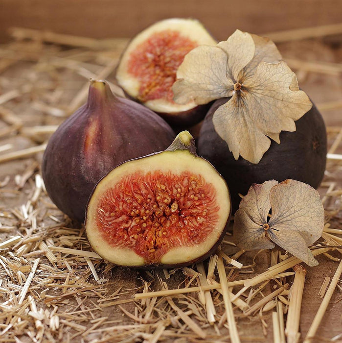 Ficus carica 'Majoam'  - 'Little Miss Figgy' Fig - Shipped