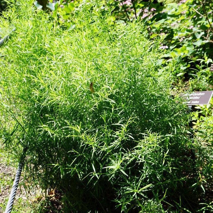 Pycnanthemum tenuifolium  - Slender Mountainmint - Shipped