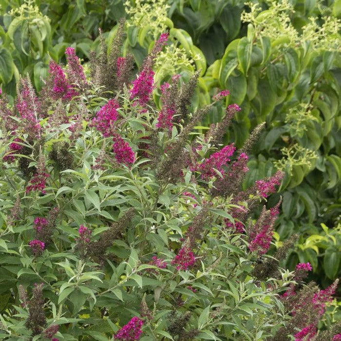 Buddleia davidii 'PIIBD-II' PP26,278  - First Editions® Funky Fuchsia™ Butterfly Bush - Shipped