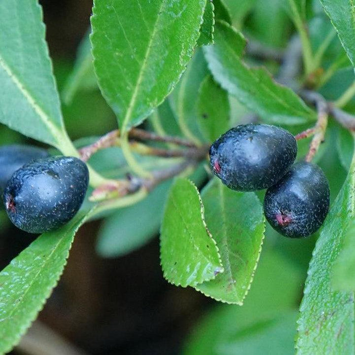 Aronia melanocarpa 'UCONNAM012'  - PW® Ground Hug® Aronia - Shipped