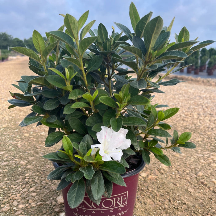 Rhododendron ‘Roblex’  - Encore® Autumn Lily™ Azalea - Shipped