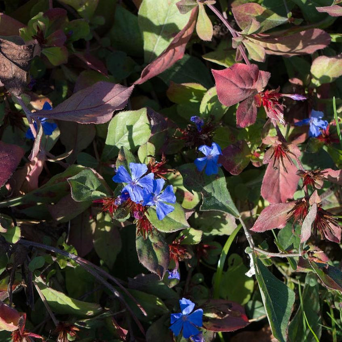 Ceratostigma plumbaginoides  - Hardy Plumbago, Leadwort - Shipped