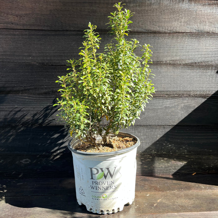 Ilex glabra 'SMNIGAB17'  - Gem Box® Inkberry Holly - Shipped