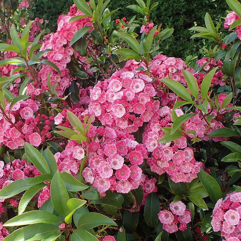 Sarah Mountain Laurel - Shipped