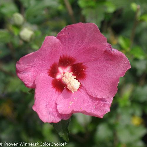 Lil' Kim® Red Hibiscus - Shipped