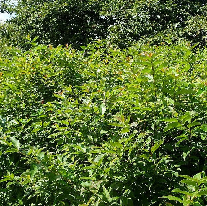 Cornus racemosa  - Gray Dogwood - Shipped