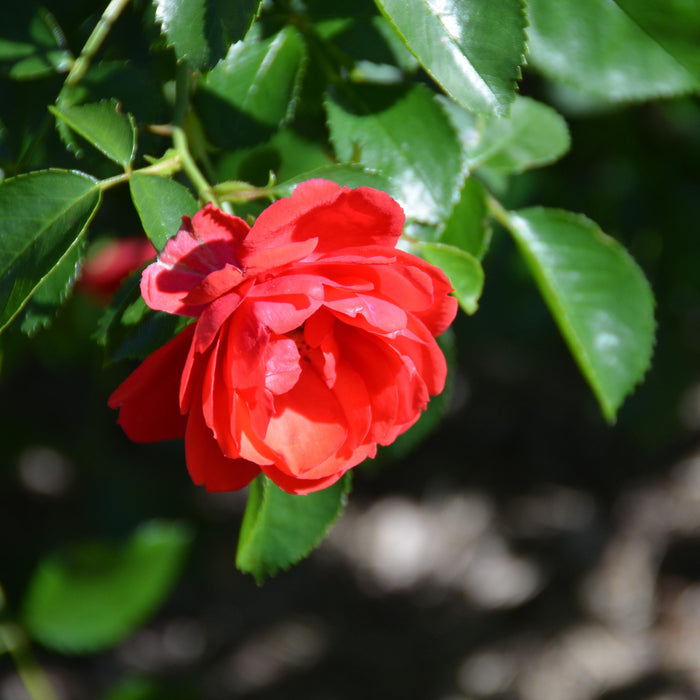 Rosa x 'NOA83100B'  - Flower Carpet® Scarlet Rose - Shipped