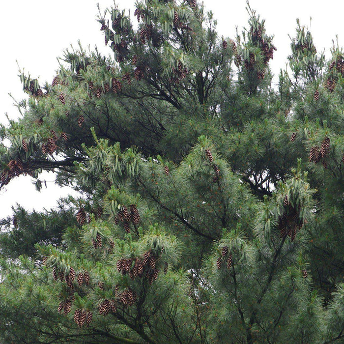 Pinus strobus