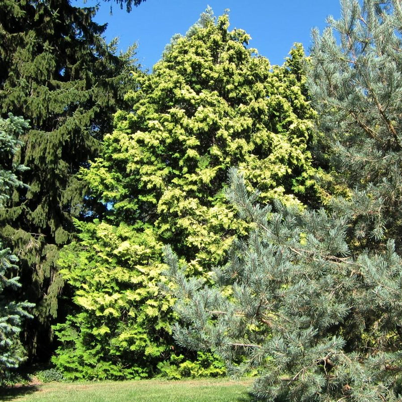 Golden Hinoki False Cypress - Shipped