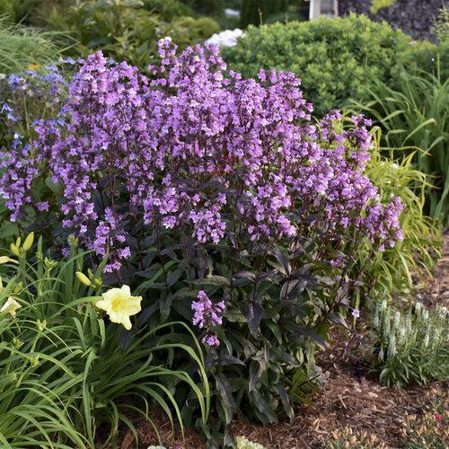 Penstemon ‘Midnight Masquerade’  - Midnight Masquerade Beardtongue - Shipped