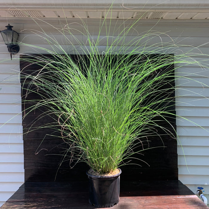 Miscanthus sinensis 'Gracillimus'  - Maiden Grass - Shipped