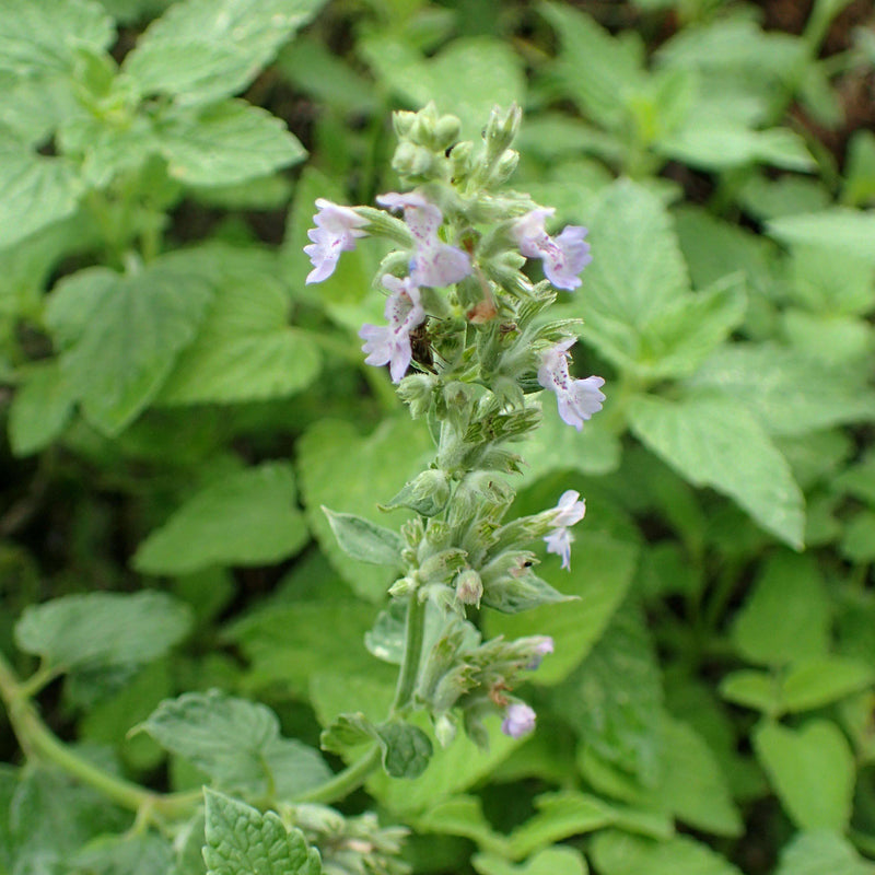 Blue Wonder Catmint - Shipped