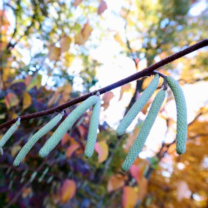 Corylus americana  - Hazelnut, American Filbert - Shipped