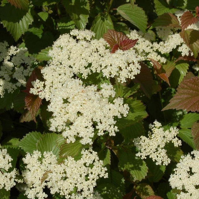 Viburnum dentatum 'J.N. Select'  - Red Feather® Arrowwood - Shipped