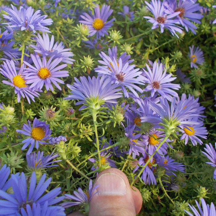 Aster oblongifolium 'October Skies'  - October Skies Aromatic Aster - Shipped