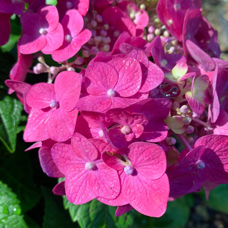 Endless Summer® Summer Crush® Hydrangea - Shipped
