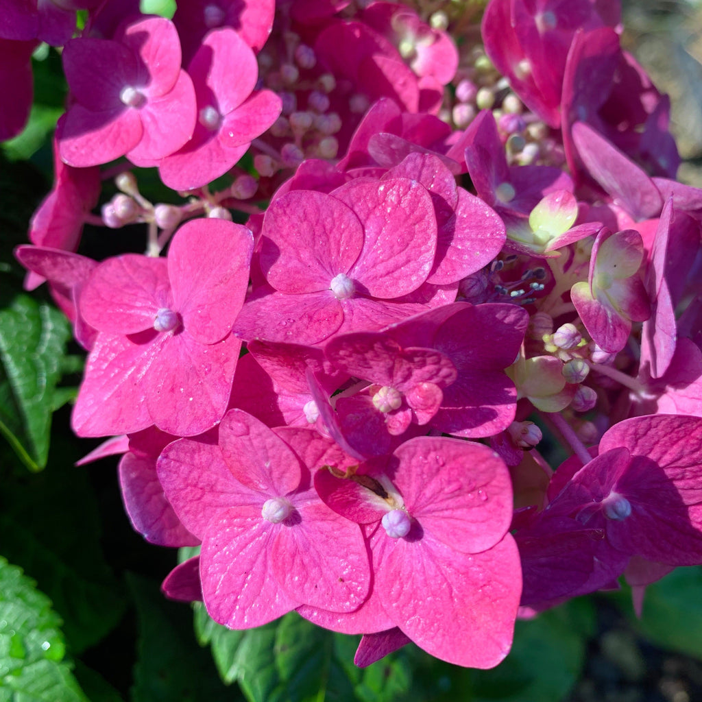Endless Summer® Summer Crush® Hydrangea - Shipped — The Gardeners