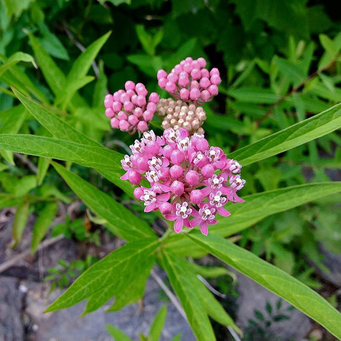 Asclepias incarnata  - Swamp Milkweed, Rose Milkweed - Shipped