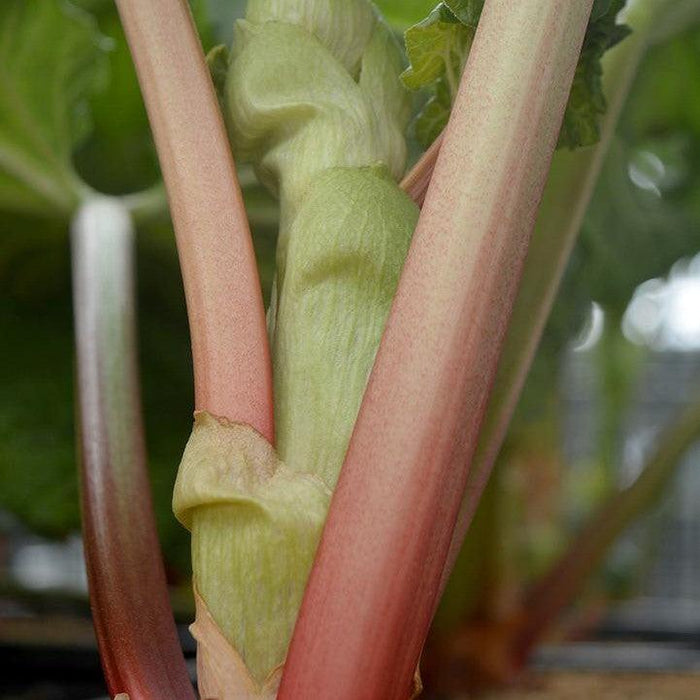 Rheum 'Victoria'  - Victoria Rhubarb - Shipped