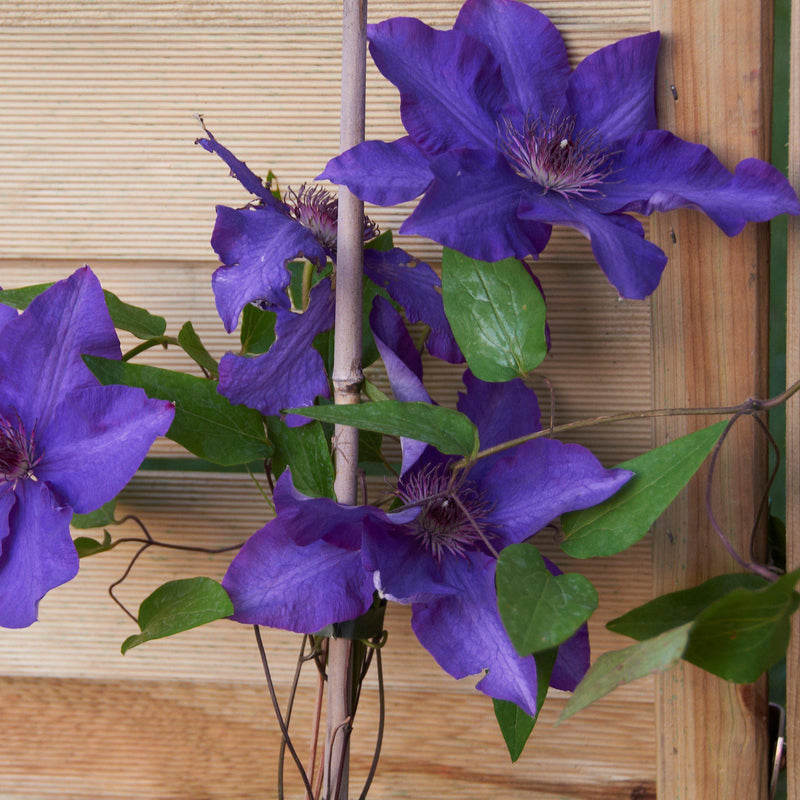 The President Clematis - Shipped