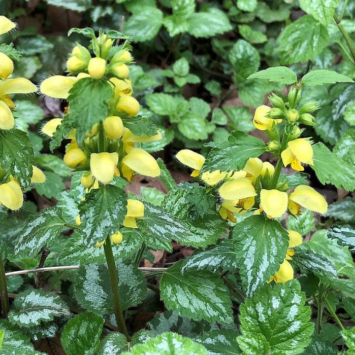 Lamiastrum galeobdolon 'Variegatum'  - Variegated Yellow Archangel - Shipped