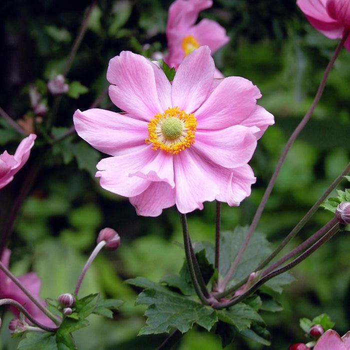 Anemone hupehensis 'Pocahontas'  - Fantasy™ Pocahontas Anemone - Shipped