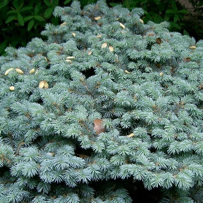 Picea pungens 'Globosa'  - Globe Blue Spruce - Shipped