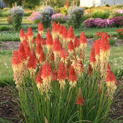 Kniphofia 'Rocket's Red Glare'  - PW® Pyromania® Rocket's Red Glare Red Hot Poker, Torch Lily - Shipped